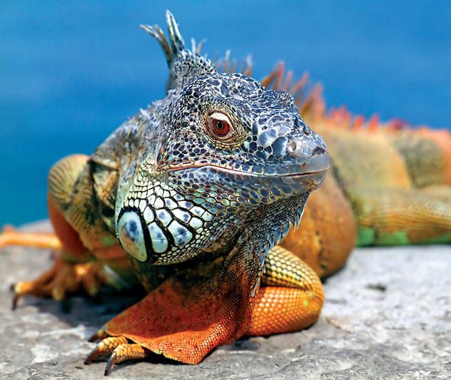 Iguana in Galapagos Islands