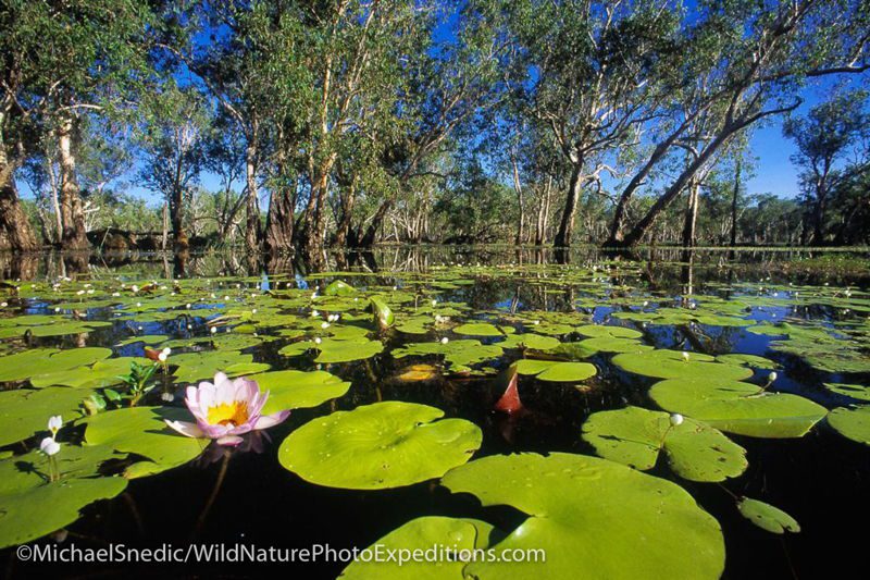Best Wildlife Photography Locations in Australia: Yellow Water – Kakadu N.P.