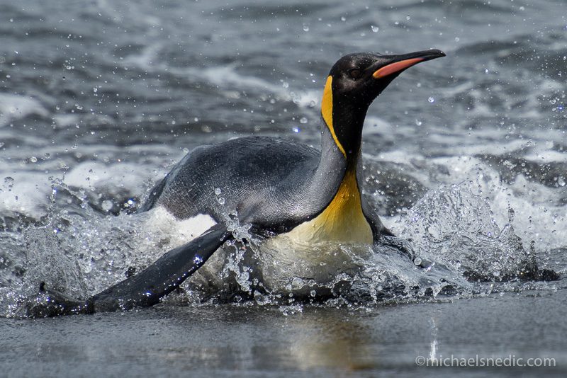 King Penguin South Georga