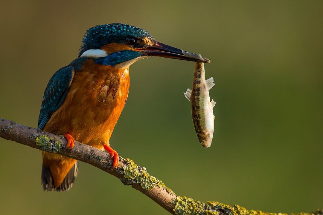 Kinhfisher with fish