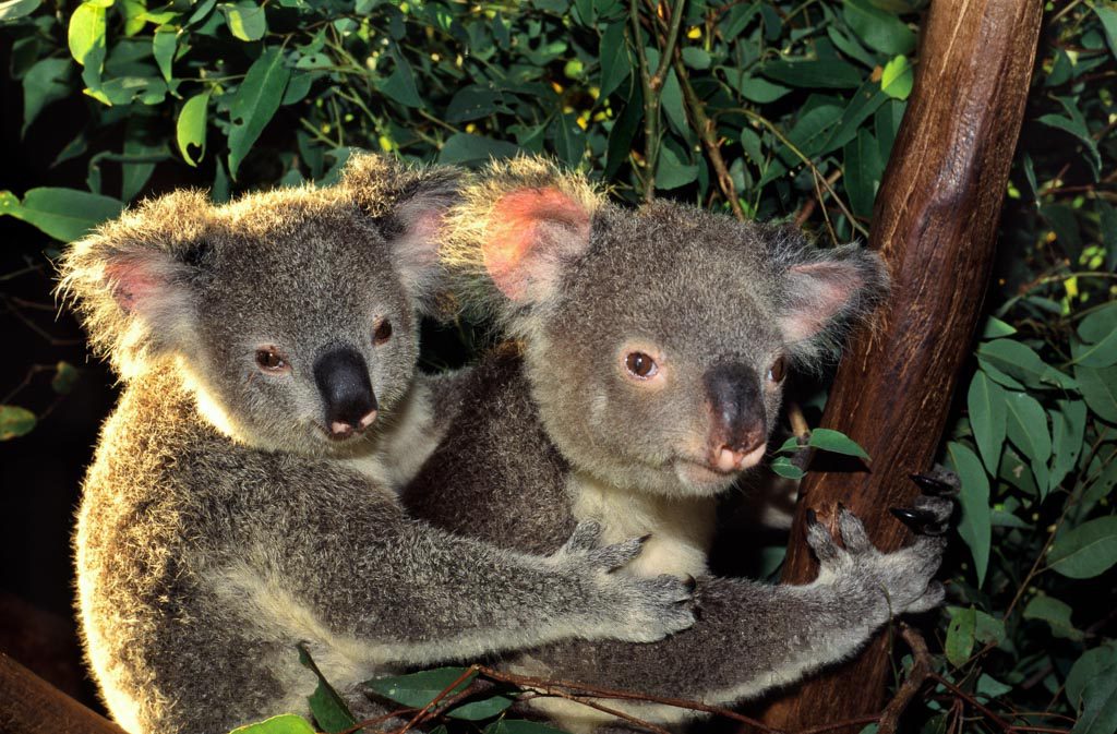 Koala with joey