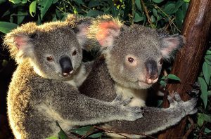 Koala with joey - Australian Zoo workshop