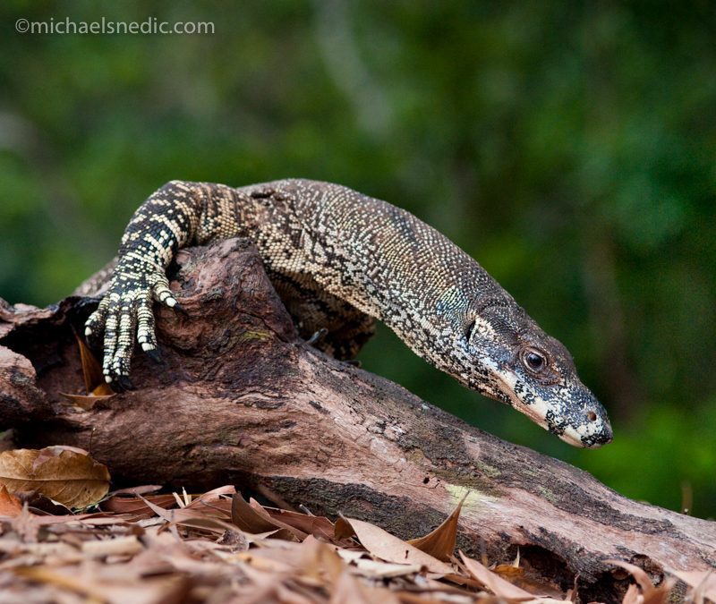Tips for Getting Great Wildlife Behaviour Photos