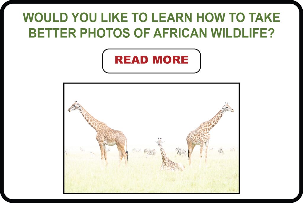 Learn how to take better photos of African wildlife