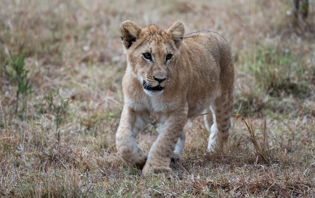 Lion cub Lion cub