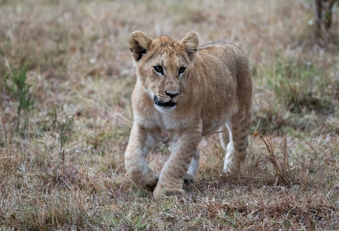 Lion cub