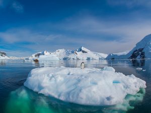 Lone Adelie Penguin