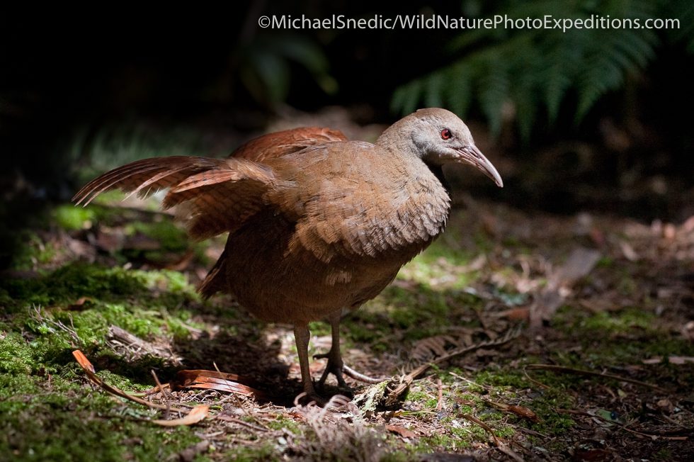 Lord Howe Island Woodhen