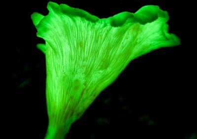 Luminous Fungi