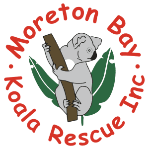 Moreton-Bay-Koala-Rescue