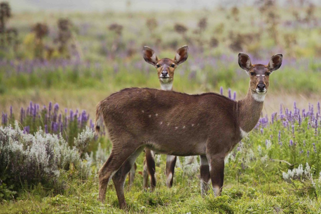 Mountain Nyala