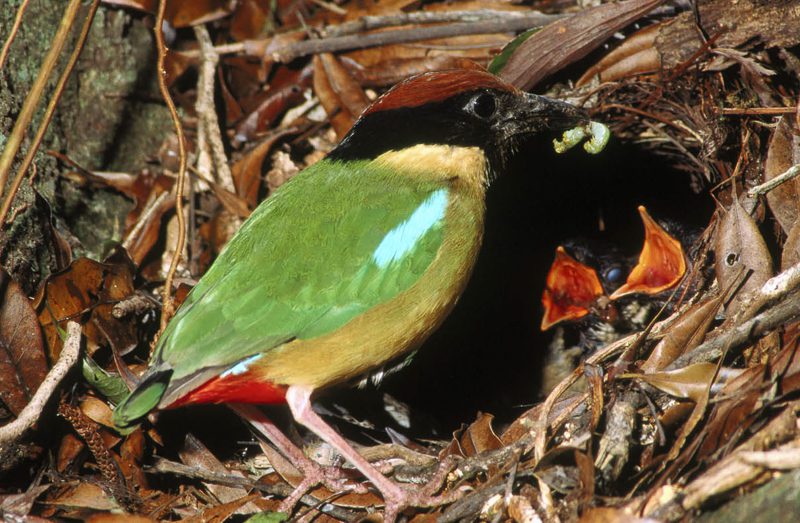 Noisy Pittas: Jewels of the Rainforest Floor