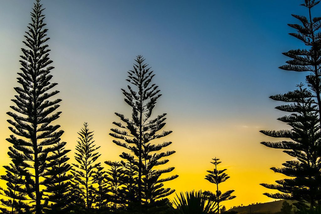 Norfolk island pine in the morning nature sky with pine tree Silhouette Sunrise yellow and blue sky
