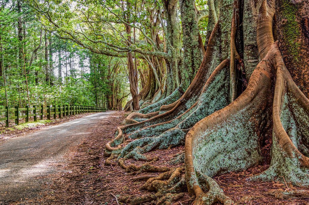 A view along New Farm Road on Norfolk Island, an historic and very picturesque island situated in the South Pacific.  The picture shows the buttress roots of the fig trees on one side of the road
