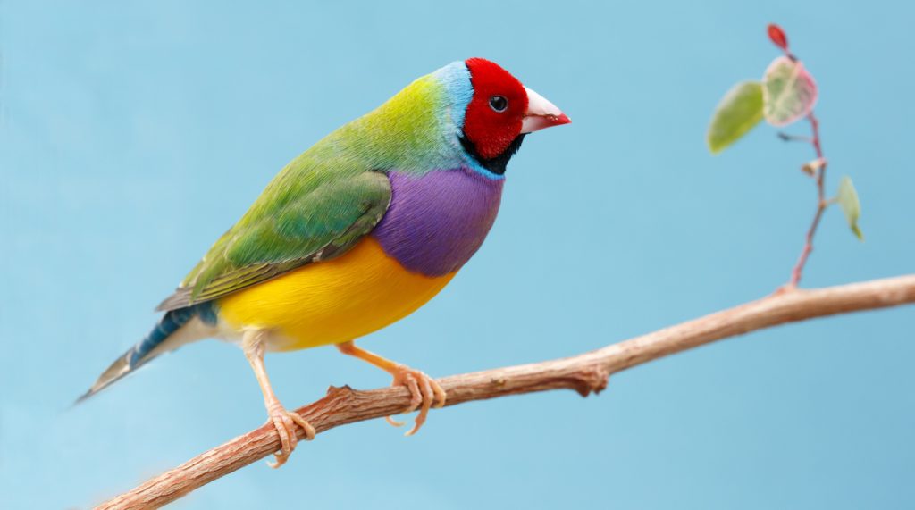 Beautiful Multi Colored Gouldian Finch Bird From Australia