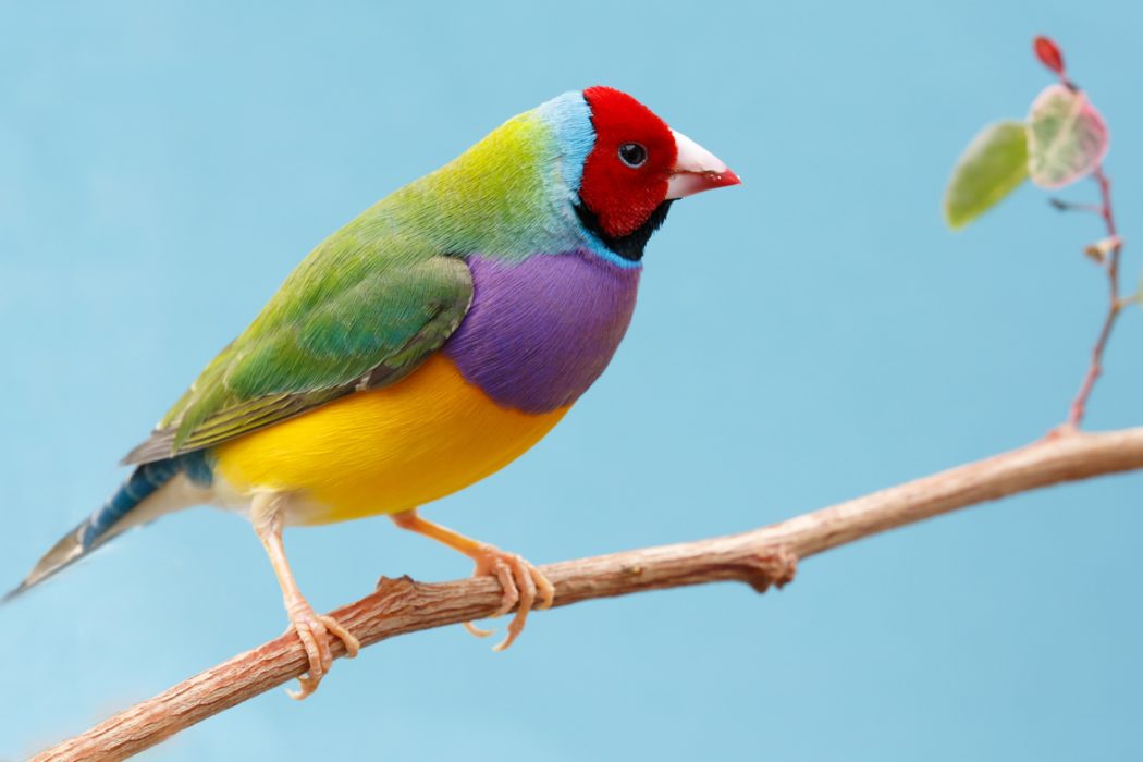 Beautiful Multi Colored Gouldian Finch Bird From Australia