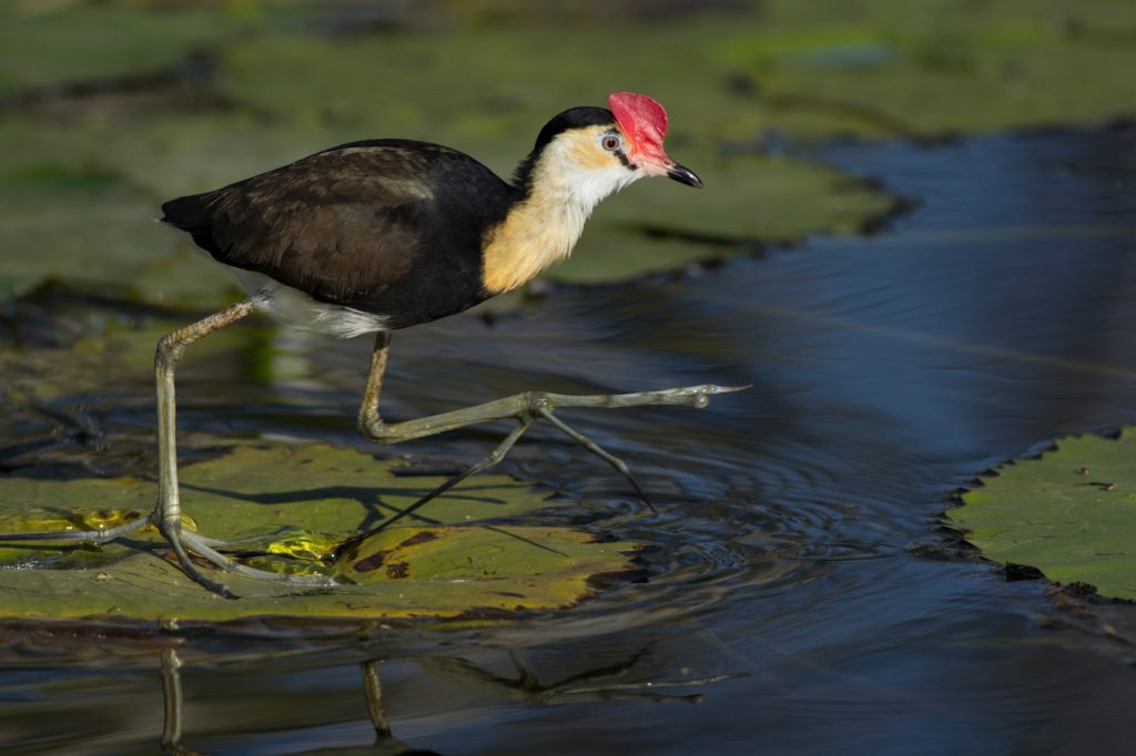 Comb-crested Jacana stepping across a gap in the lily pads on a lake in Australia