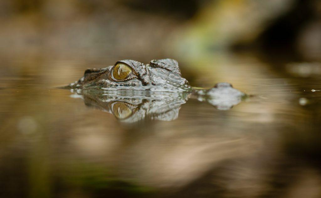 A close-up shot of a salt water crocodile (Crocodylus porosus) with reflection in the water