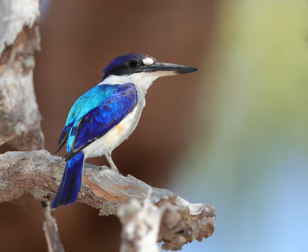 Forest Kingfisher (Todiramphus macleayii) at Abattoir Swamp in Julatten, Queensland, Australia. aAso known as the Macleay's or Blue Kingfisher