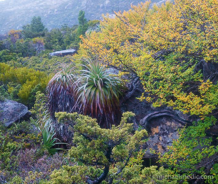 Recommended Photographic Destination – Cradle Mountain, Tasmania – Autumn Fagus Colour Changes