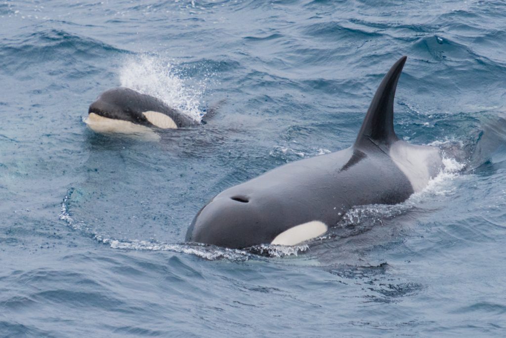 Orca whale with calf