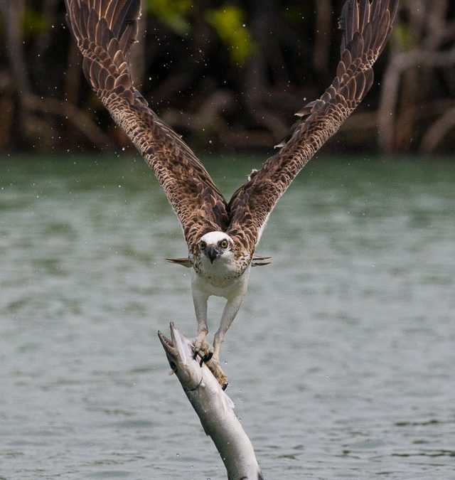 Osprey With Fish