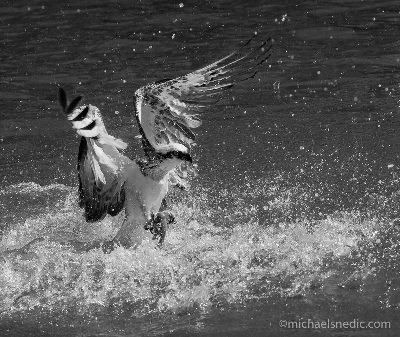 Wildlife Photography Tip – SLR camera versus Compact Digital Camera?