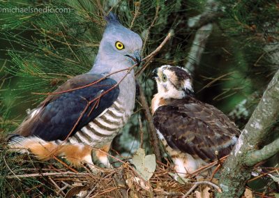 Pacific Baza With Chick