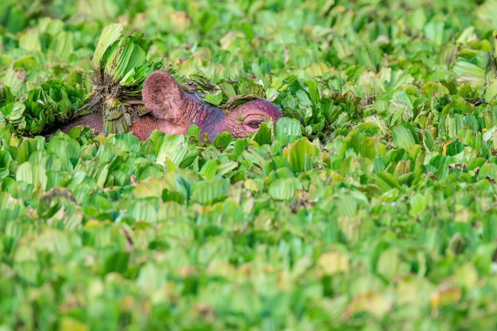 Peeking Hippo