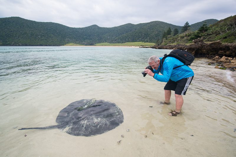 Photographing Rays on Lord Howe Island
