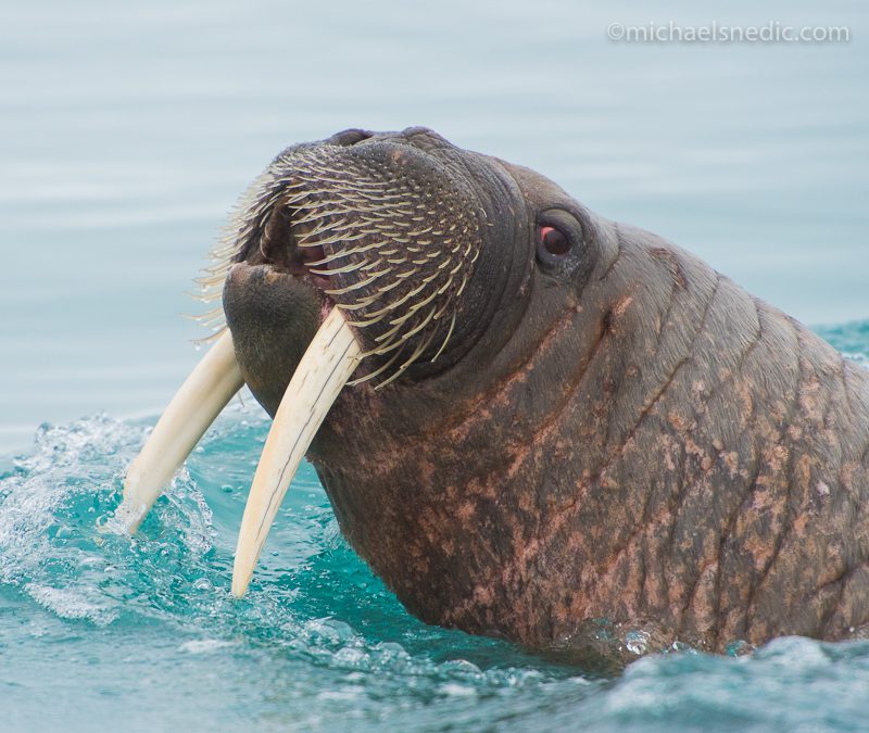 Photographing Wildlife walrus
