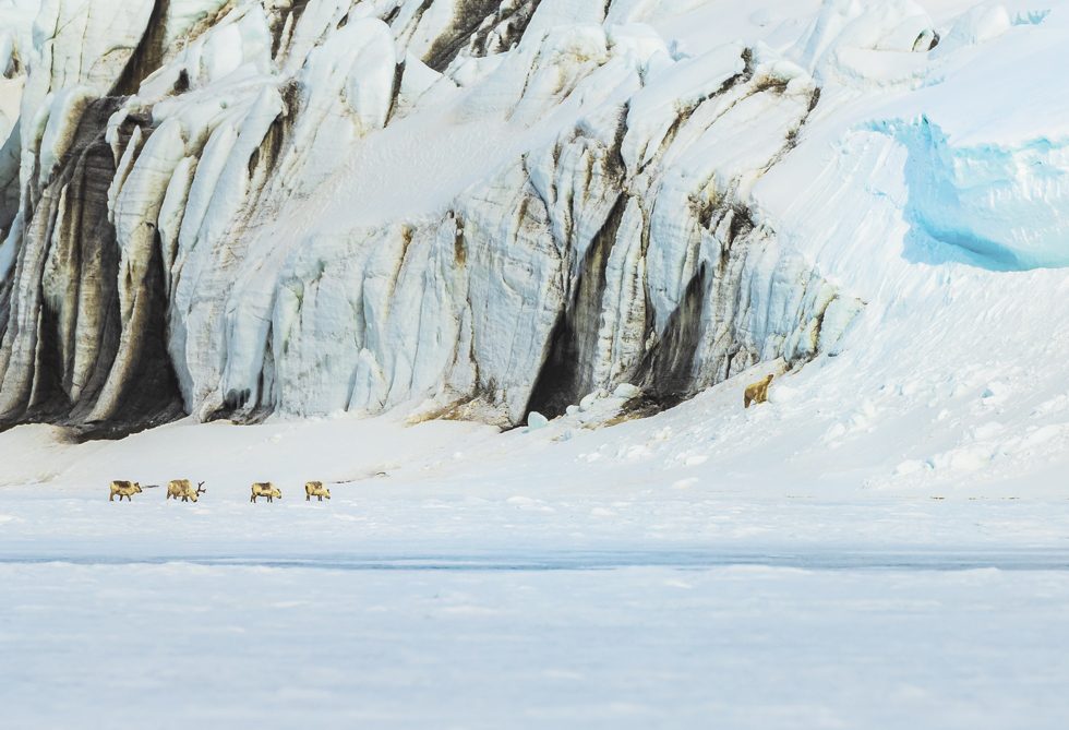 Polar Bear and Reindeers_980x669