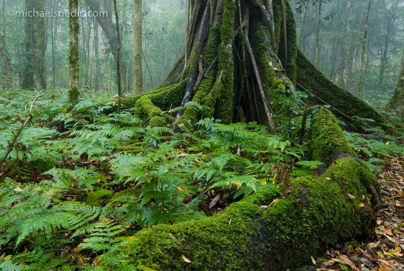 How To Best Photograph Rainforest Scenes, Including Waterfalls