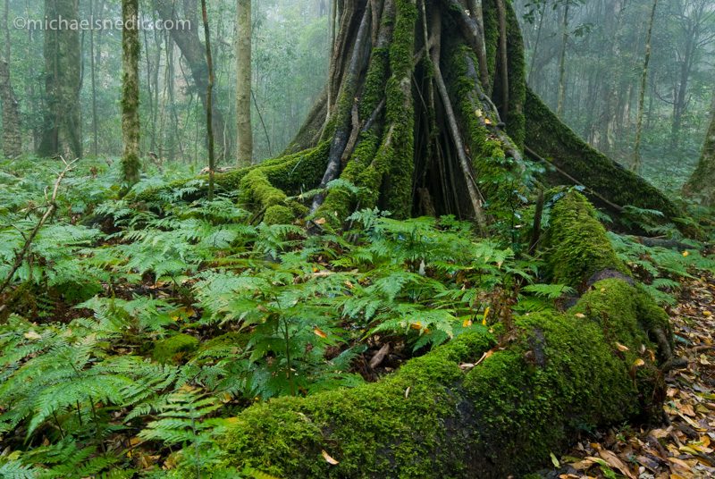 Rainforest buttress roots - Bunya Mountains