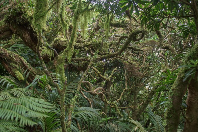 Rainforest Lord Howe Island