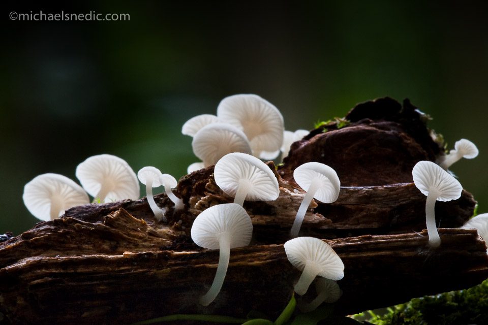 Rainforest Fungi