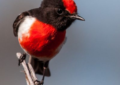 Red-Capped Robin