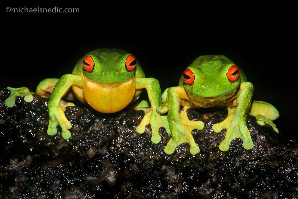 Red-Eyed Green Tree Frogs