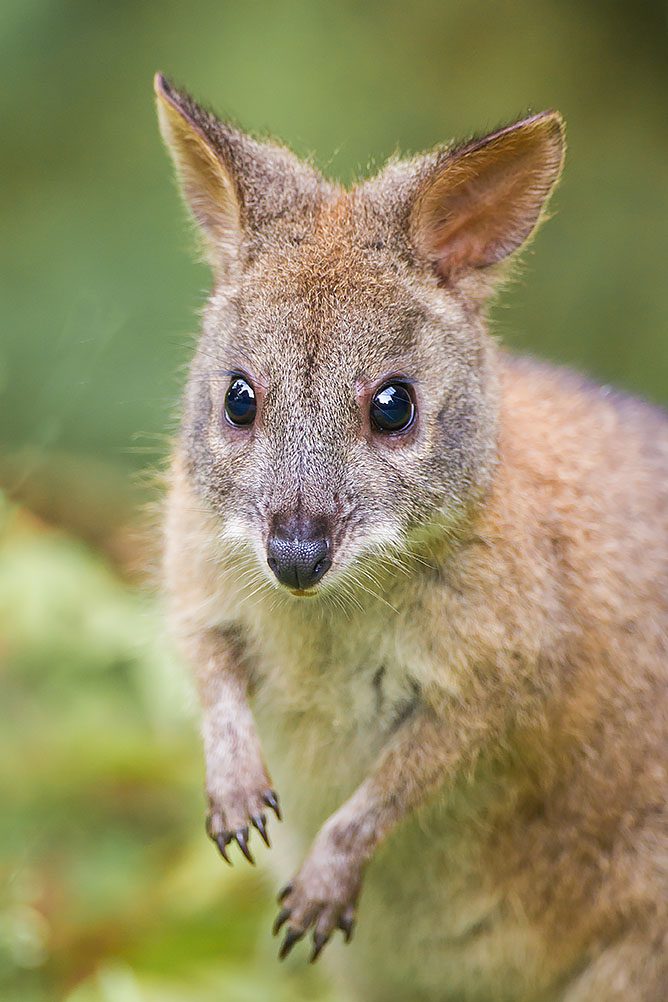 Red-necked Pademelon