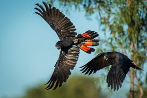 Red-tailed Black Cockatoos