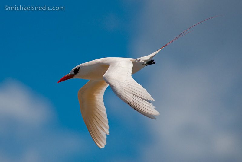 Red-tailed Tropicbird