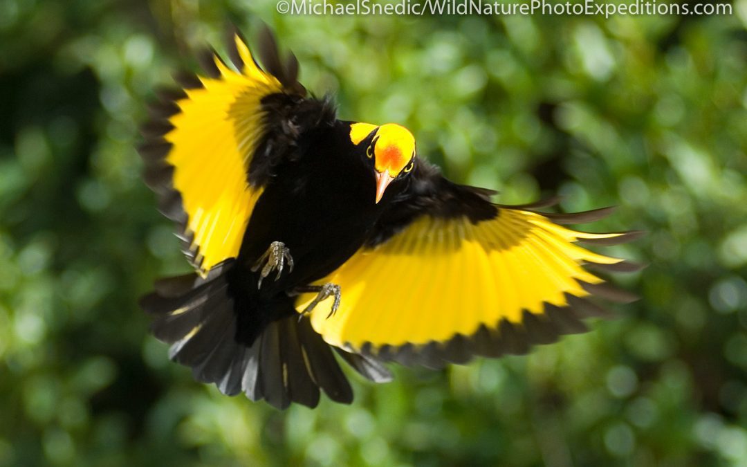 The Regent Bowerbird: A Taste For Pomp & Pageantry