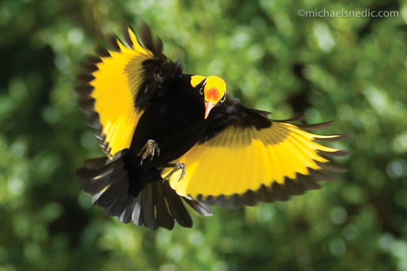 Regent Bowerbird in flight | How to track a moving subject with your camera