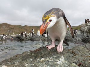 royal penguins - Samuel Blanc