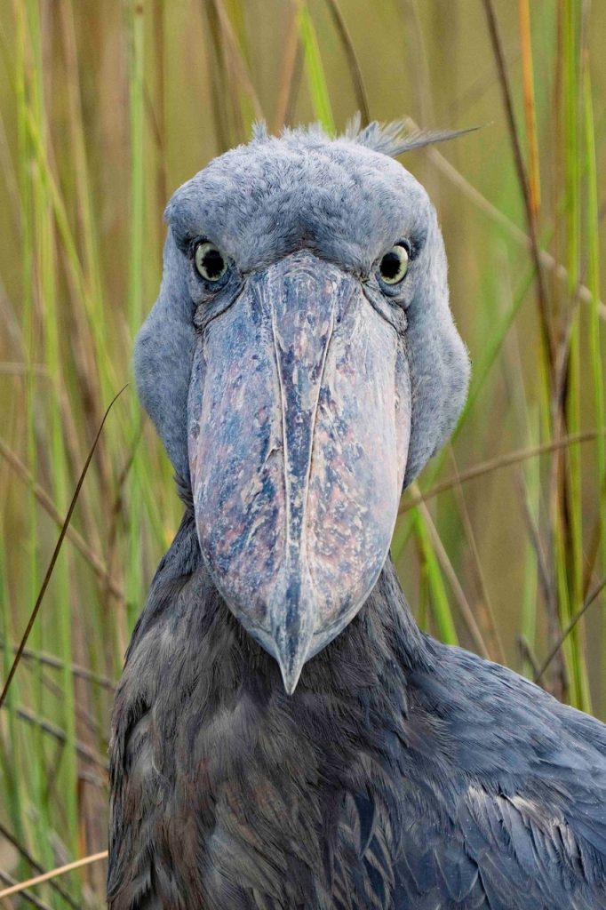 Shoebill