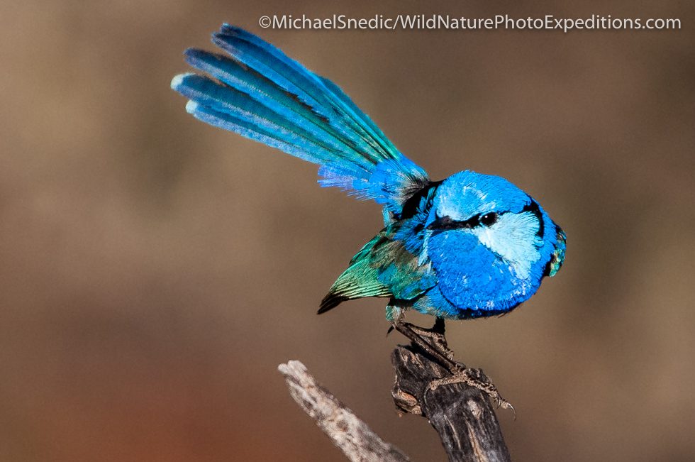 Splendid Fairy Wren