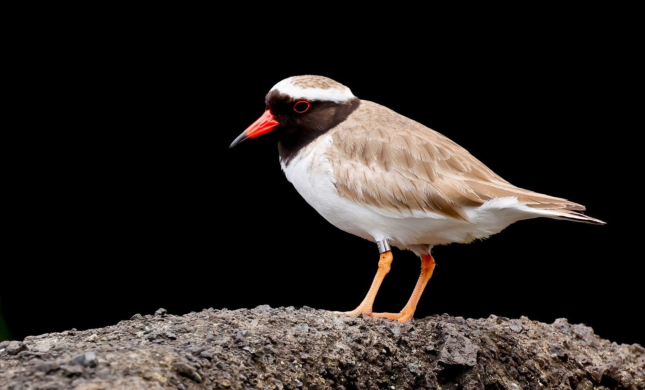 Subantarctic Birding_M_Sylvia