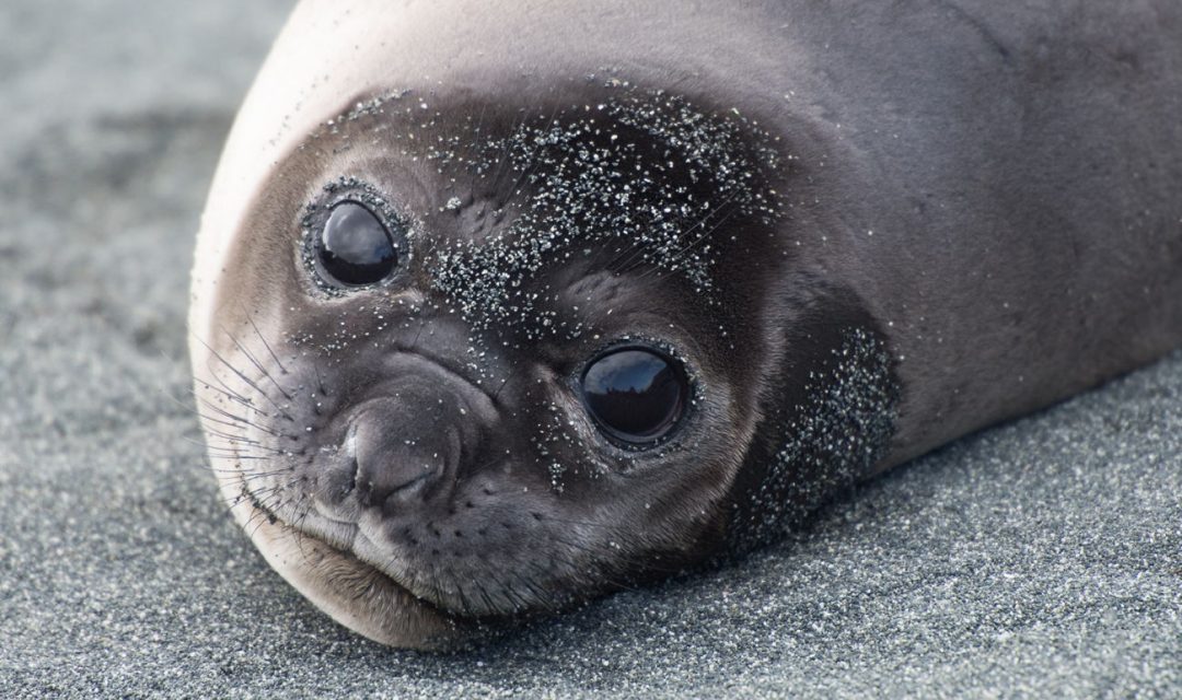 seal Subantarctic Photo Tour