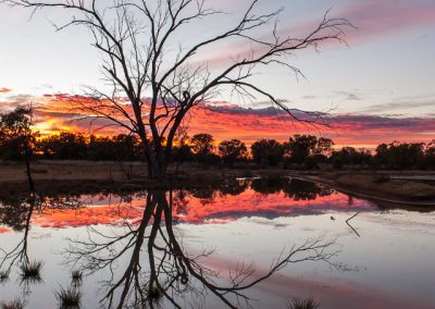 Sunrise at Bowra Sanctuary – Queensland