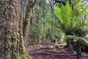 Tarkine rainforest thumb